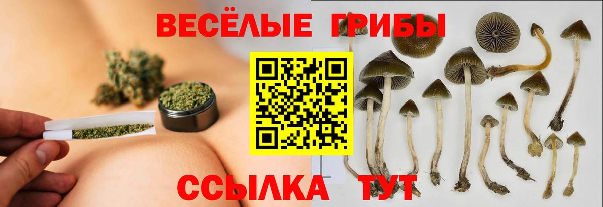 Буйнакск  купить наркоту  Галлюциногенные грибы Magic Shrooms  Вход с VPN  Псилоцибиновые грибы мицелий 